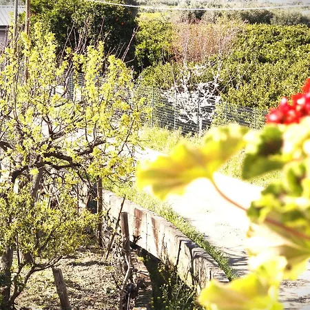 L'albero Dela